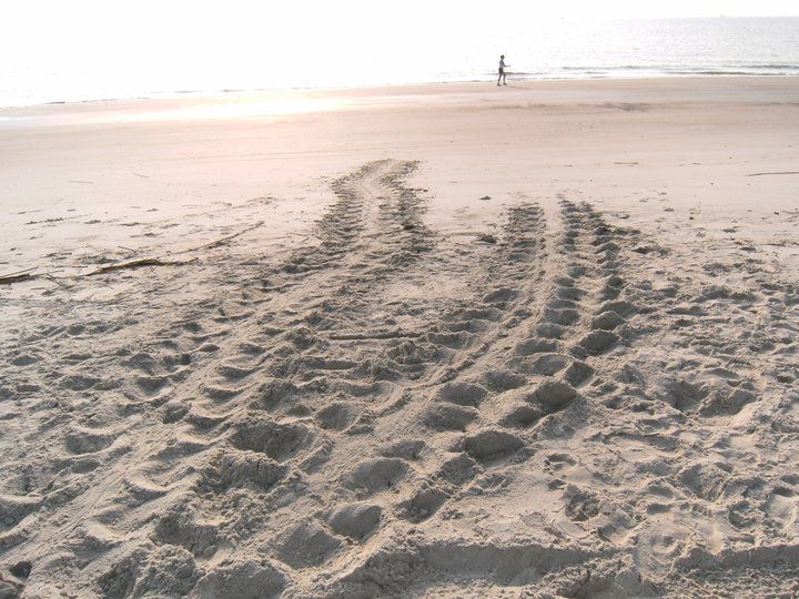 tybee island sea turtle nesting season