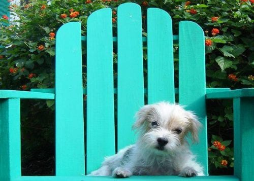 marigold cottage is now pet-friendly