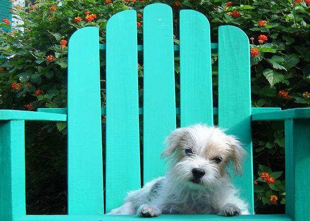 pack your wags for Mermaid Cottages and Tybee Island