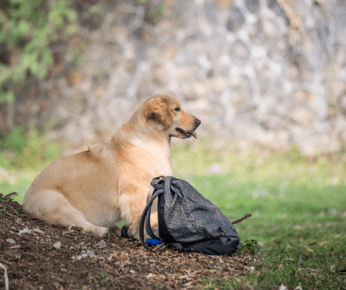 pet friendly Mermaid Cottages