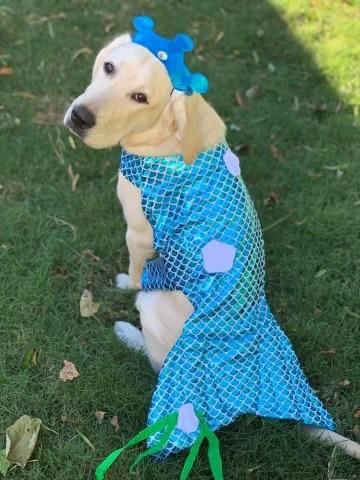 a puppy raiser's love