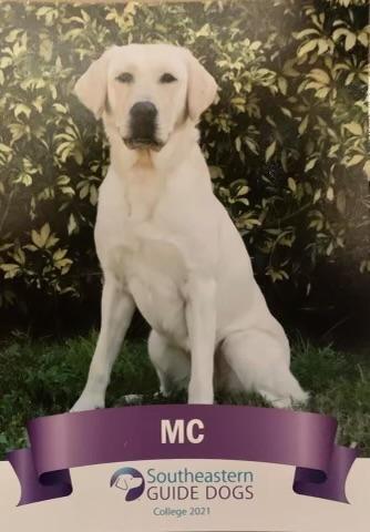 mc guide puppy