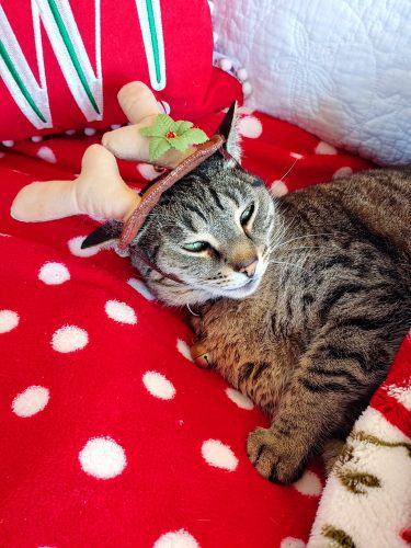 catnip for christmas