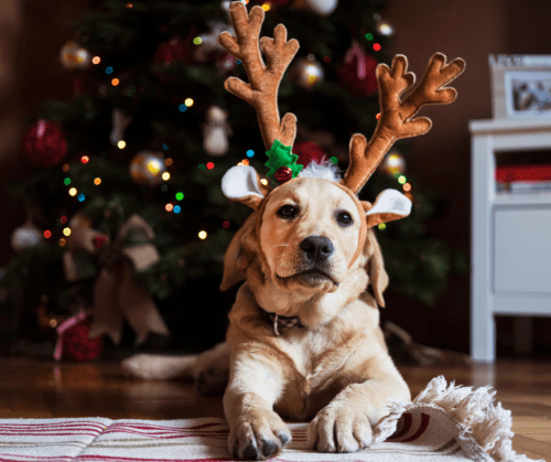 Santa Paws at Mermaid Cottages