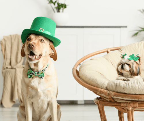 Irish Heritage Celebration