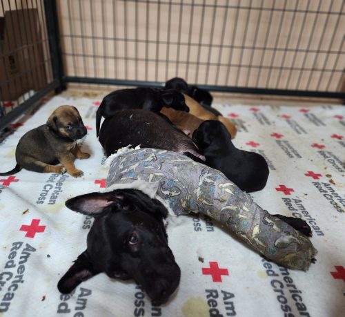 caring creates miracles