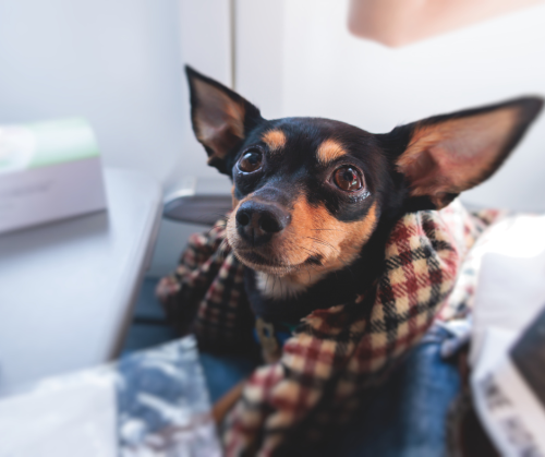 island dog cottage guest