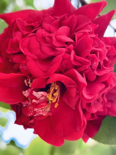 Springtime on Tybee Island